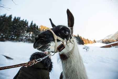 2017-01-24-Reportage-Kitzbueheler-Alpen-103