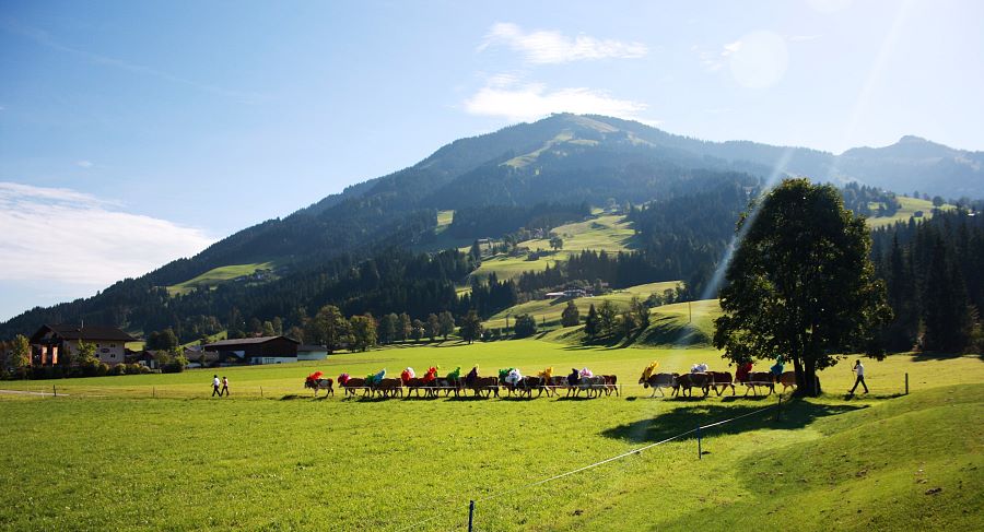 Almabtrieb - Kitzbüheler Alpen_Brixental08