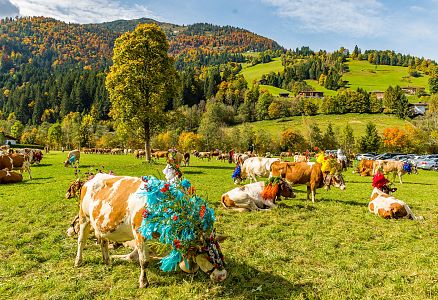 Rast für die Kühe beim Almabtrieb