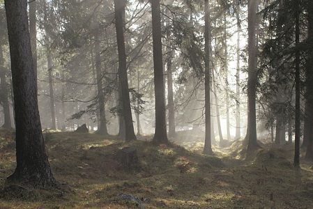 Blick in den Wald © Kogler/Neubauer