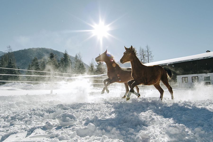 Bereits in dritter Generation werden am Wörgötter-Hof in St. Ulrich am Pillersee Warmblüter gezüchtet.