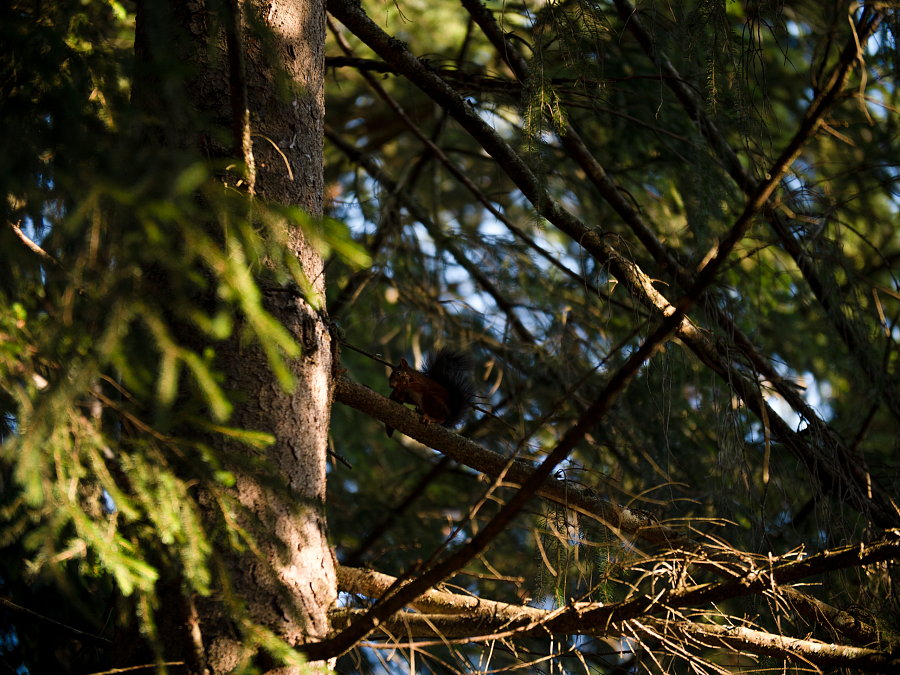 Ein morgendliches Hallo der Waldbewohner.