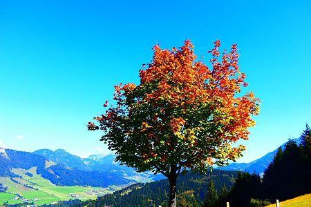 herbstlich gefärbter Baum