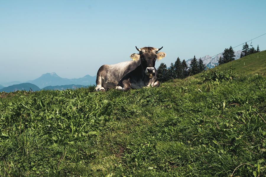 Kitzbüheler-Alpen-Hohe-Salve-Wanderung-Kuh-liegt-auf-der-Wiese-c-Cornelia-Hoschek
