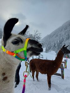 Lama Trekking (c) Marion Pichler2