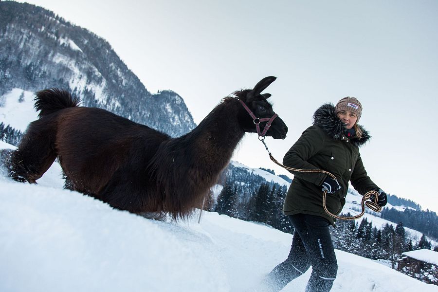 Lamawandern mit Barbara Steinacher