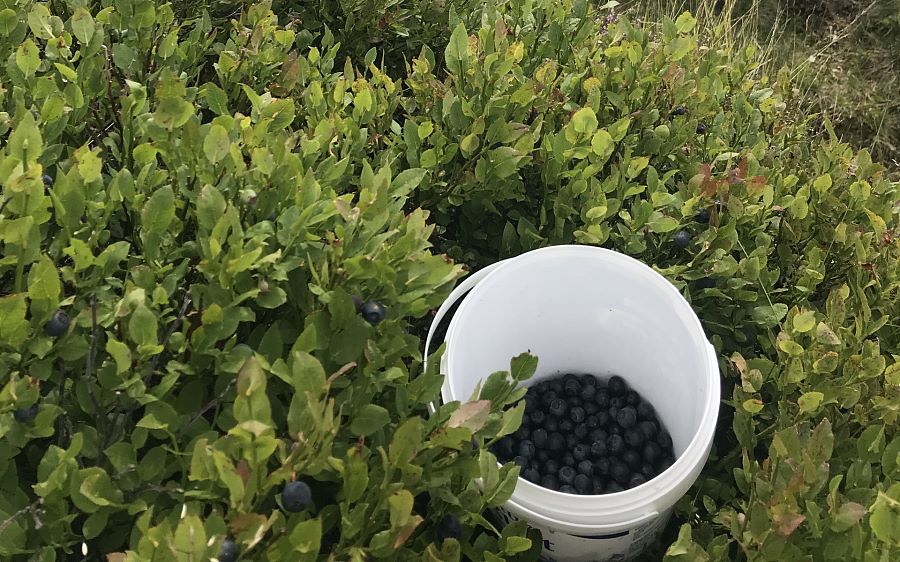 Blueberries in the Holiday Region Hohe Salve