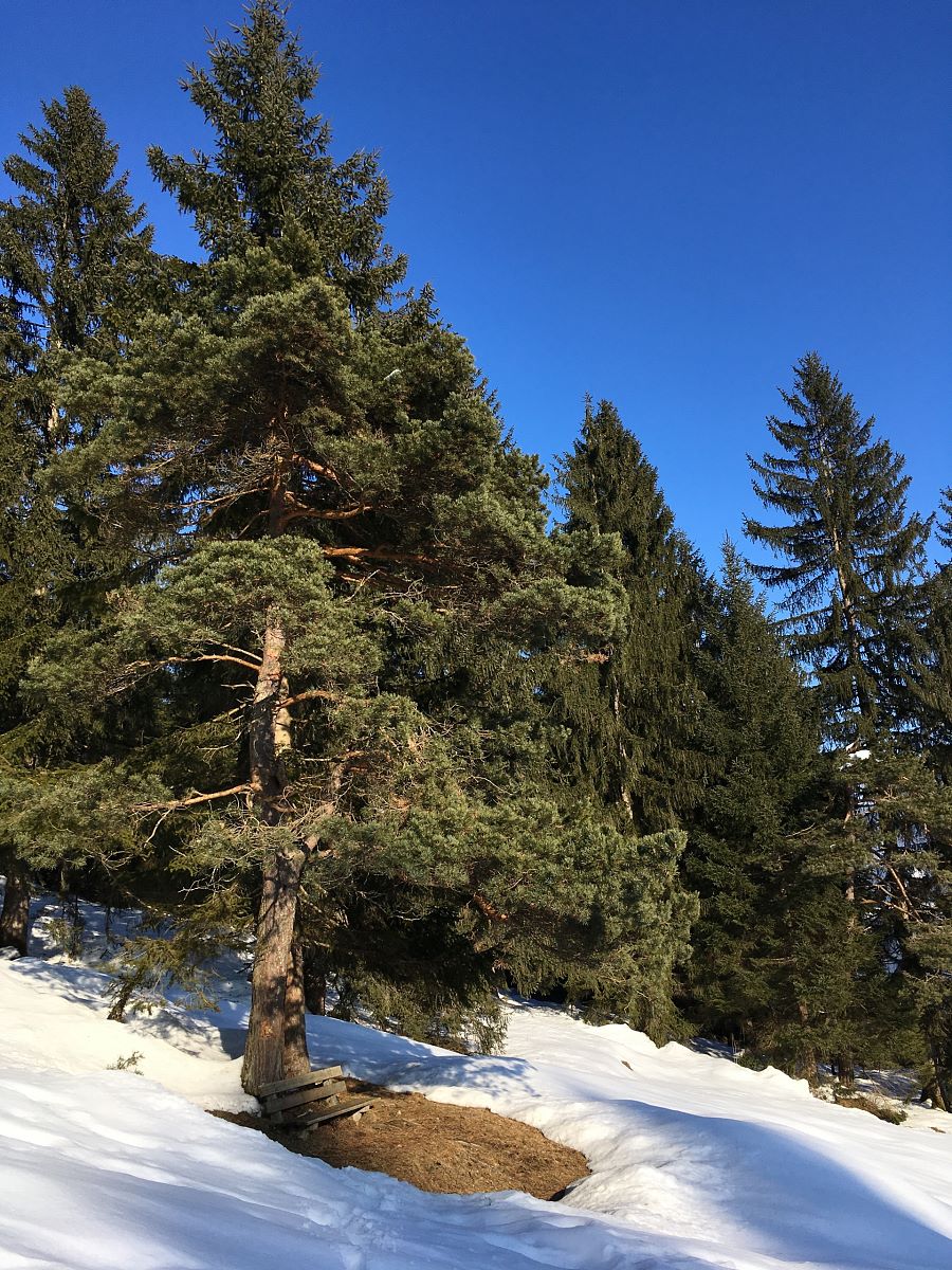 Winterwandern in St. Johann in Tirol