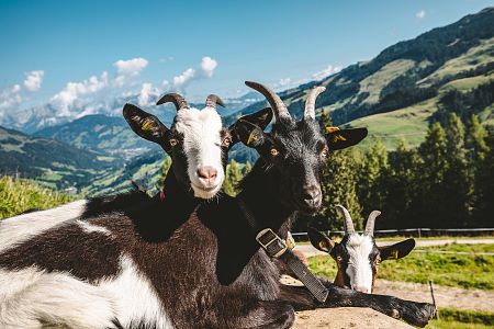 Ziegen auf der Hirzeggalm