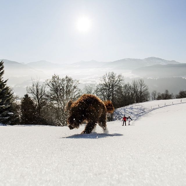 Winterspaß Schneeschuh