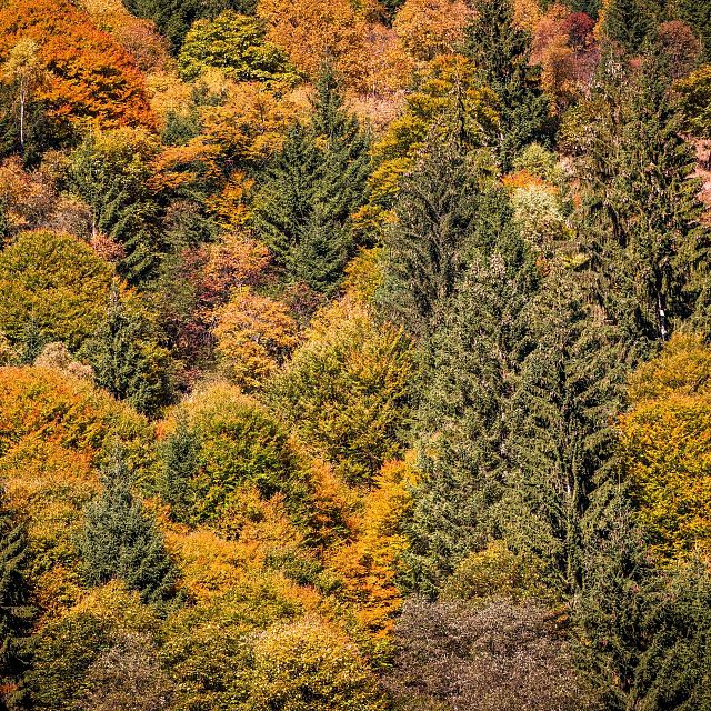 Herbst_Kitzbüheler Alpen_Mathäus Gartner (2018)_FULL24