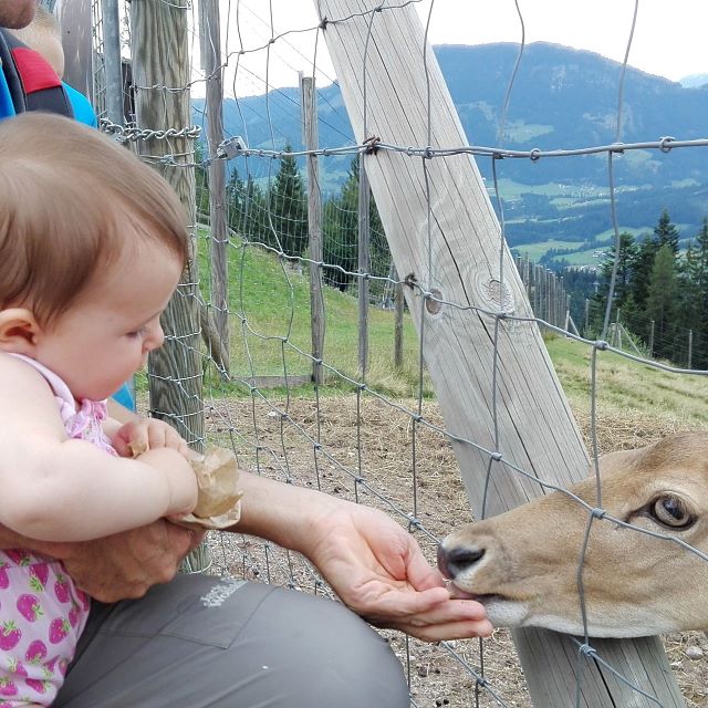 Kitzbueheler Alpen Familienparadies-Baby füttert Reh-Wildgehege_Foto Susanne Hummel