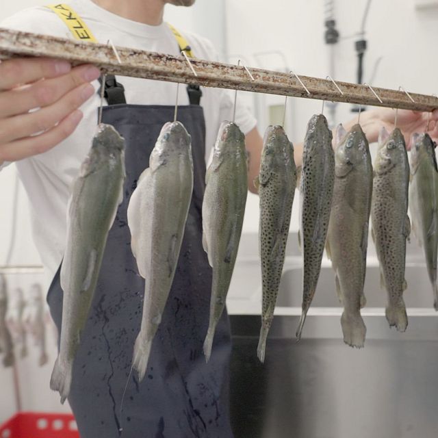 Kitzbueheler-Alpen-Lebenswege-Sebastian-Fischzucht