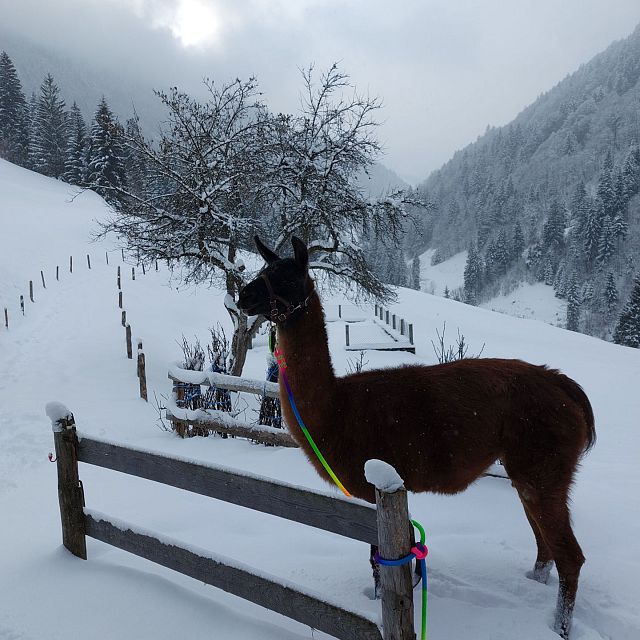 Lama Trekking (c) Marion Pichler 1