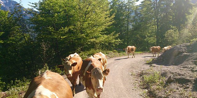 Almauftrieb Wenn Die Kuhe Auf Die Alm Gehen