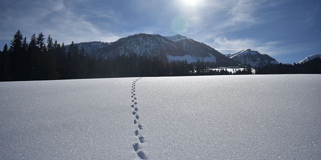 Blick auf den Karstein von der Weissachloipe aus (c) Marion Pichler