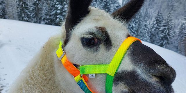 Lama Trekking (c) Marion Pichler