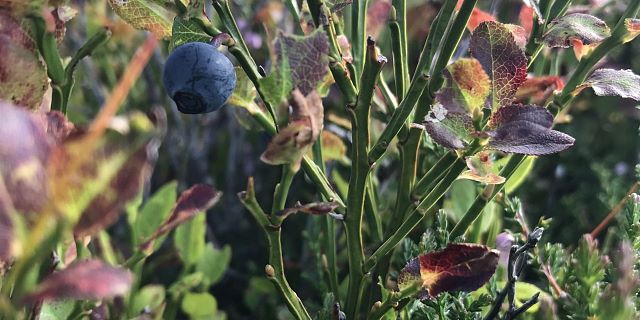 Moosbeeren in der Ferienregion Hohe Salve