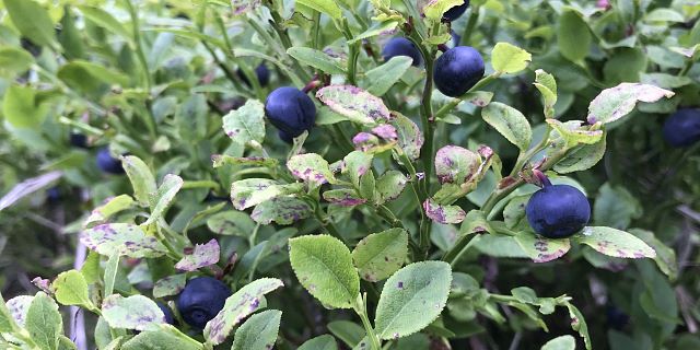 Moosbeeren in der Ferienregion Hohe Salve