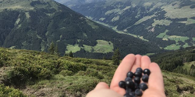 Moosbeeren in der Ferienregion Hohe Salve