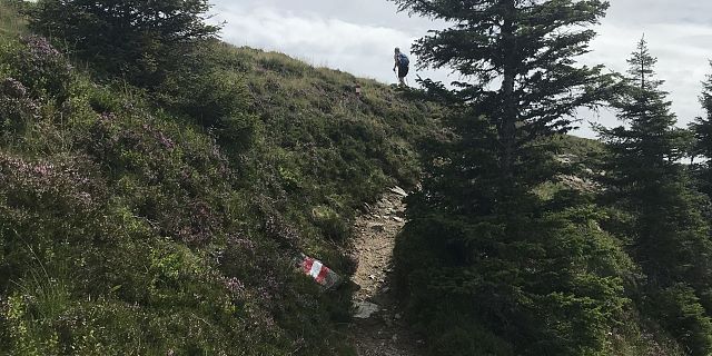 Bosbessen in de vakantieregio Hohe Salve