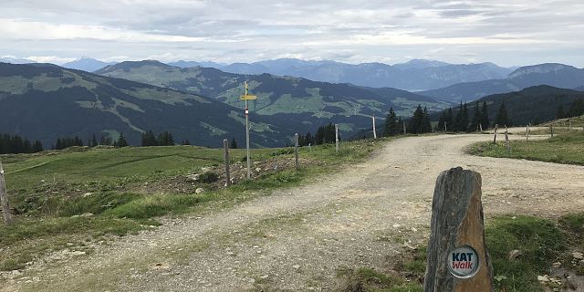 Moosbeeren in der Ferienregion Hohe Salve